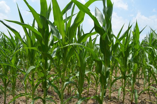 Property photo 32 - 51.5 Acres Offered in 5 tracts, 2 Farm Sites